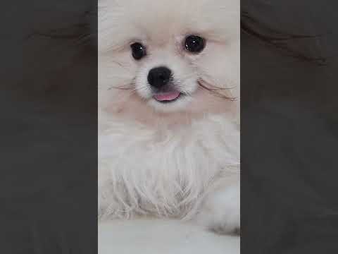 3 Month Old Pomeranian Spitz Puppy First Grooming | Look How Sweet He Is!