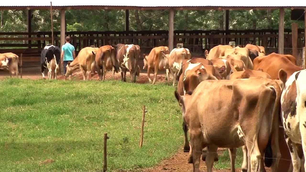 Sistema silvipastoril - Geração de renda, adequação ambiental e benefícios sociais