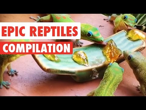 Compilation de vidéos de reptiles épiques 2020