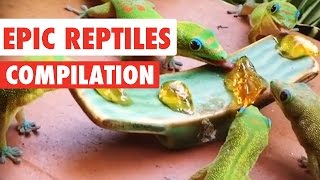 Compilation de vidéos de reptiles épiques 2020
