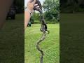 Did you get them all correct? #snakes #wildlife #animals