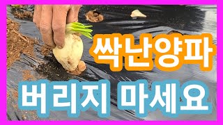 싹난양파 버리지 마세요~앙대파 심기 귀농귀촌  주말농장,텃밭