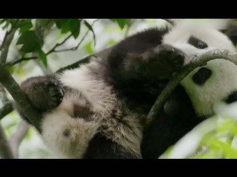 Co-production Film "Born In China" Released in USA