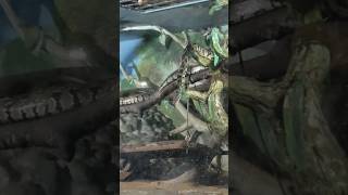 Download lagu Snakes and Turtles in thiruvananthapuram zoo (ASHIK's FAMILY) #shorts mp3 Download lagu Snakes and Turtles in thiruvananthapuram zoo (ASHIK's FAMILY) #shorts mp3