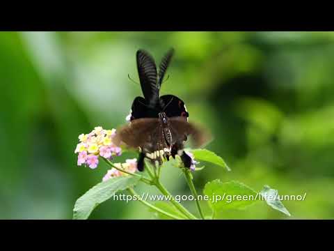 ヤエヤマカラスアゲハをGH6　300fpsで撮る　竹富島
