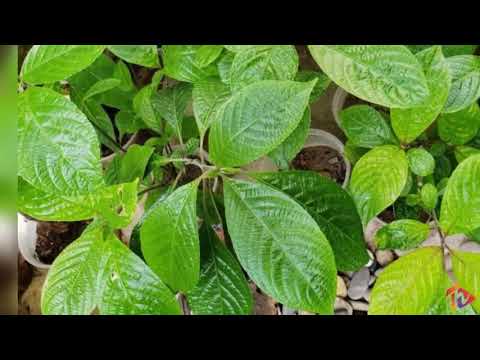 黑麪將軍禁忌