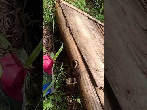 cobra🐍/banakon🐍 na tag puan sa probinsya ng iloilo brgy calaigang san rafael 🐍 muntik ng mka toklaw.