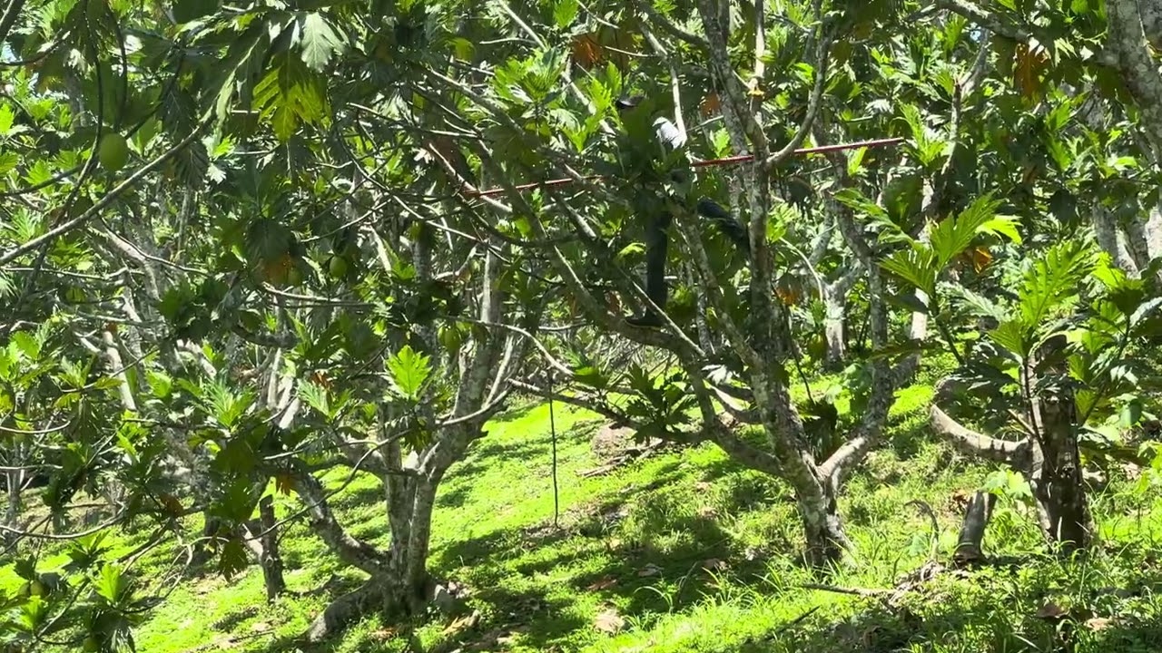 Collection of Breadfruit