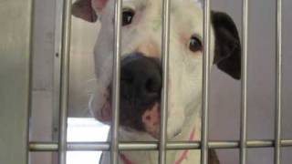 Operation Santa Paws | Shelter Dogs Need Homes gameplay video by alucas, 4:12 duration