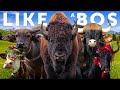All 18 Wild Cattle Species The History Of Domestic Cattle