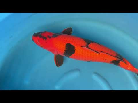 JKS Auction: JKSAC-2025-11-1 3Sai Female Hi Utsuri 64 cm Super clean