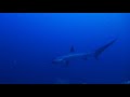 Malapascua Thresher Shark, Devocean Divers, Devocean Divers, Malapascua (ehemals Seaquest Divecenter), Philippinen