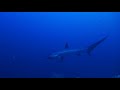 Malapascua Thresher Shark, Devocean Divers, Devocean Divers, Malapascua (ehemals Seaquest Divecenter), Philippinen