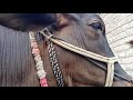 How Calf Drink Milk Watch This Beautiful Video