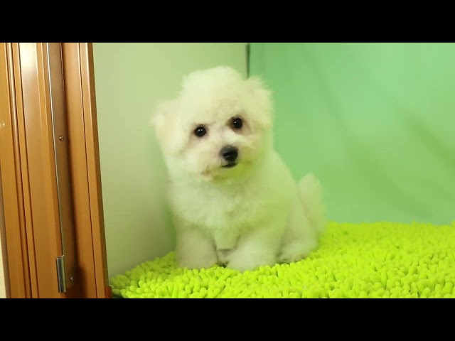 ブリーダー/ショップマロニエケンネル　MARRONNIER KENNELのビション・フリーゼで番号が3041です