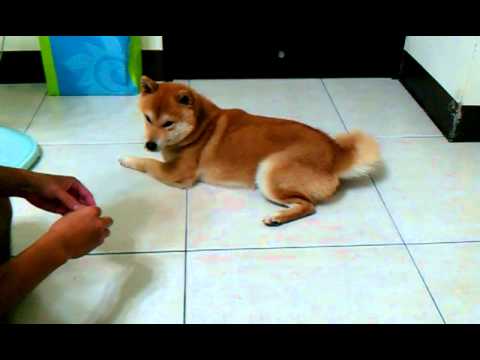 Qちゃん滿一歲囉...(原發表者:雨過得彩虹)(影片)