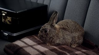 Local Hero · Injured Rabbit
