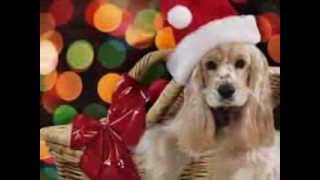 ROCKIN AROUND CHRISTMAS TREE Sunshine Christmas Shine! with Brenda Cole