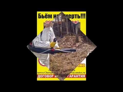 УНИЧТОЖЕНИЕ КЛОПОВ ВСЕХ НАСЕКОМЫХ ГРЫЗУНОВ В ЧЕРЕПОВЦЕ УНИЧТОЖЕНИЕ КЛОПОВ ВСЕХ НАСЕКОМЫХ ГРЫЗУНОВ В ЧЕРЕПОВЦЕ