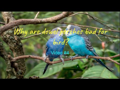 YouTube video about: Are dowel perches bad for birds?