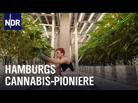 Cannabis Social Clubs in Hamburg: Bureaucracy before the joint | The North Report | NDR Documentary