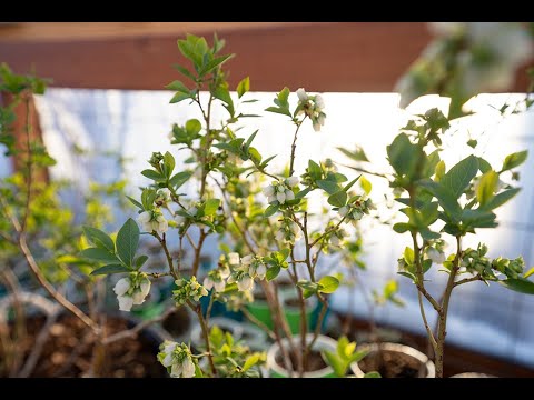 Backyard Blueberries EP:1 Growing In Containers