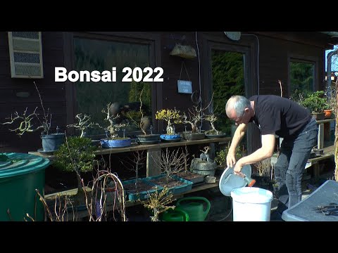Bonsai 2022 Bonsai Schneiden im Frühling vor dem Wachstum Outdoor Bonsai