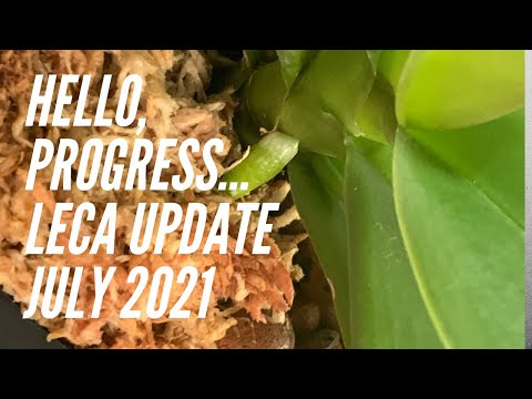 PHALAENOPSIS IN LECA UPDATE Update on Phalaenopsis transitioned to leca