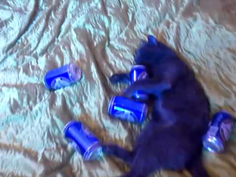 Cats party hard