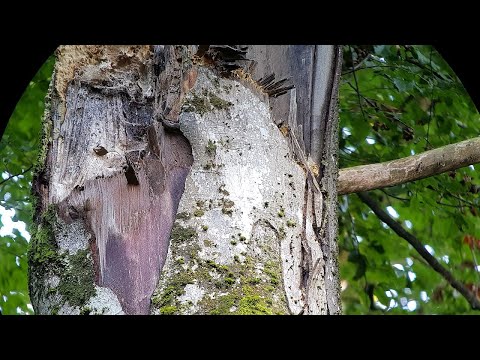 16 Bois sans écorce - Holz ohne Rinde - Bark loss