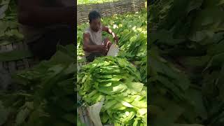 Download lagu Proses Tembakau Madura mp3