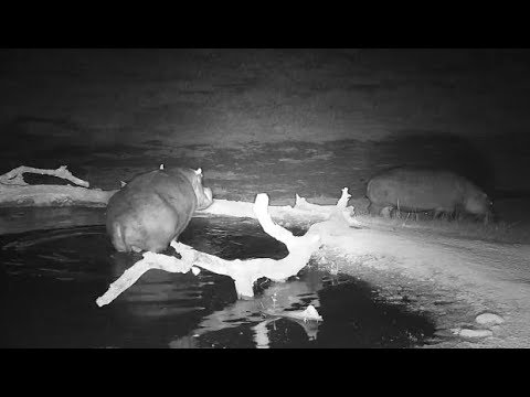Djuma: Two Hippos leaving the pan - 18:49 -  08/07/19