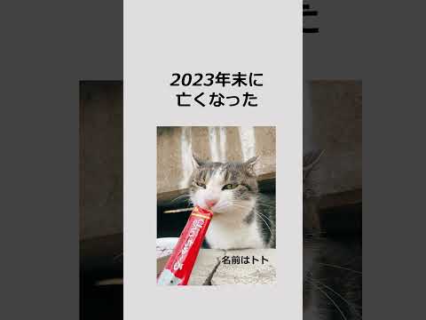 1分でわかる芝浦工業大学 #芝浦工業大学 #shorts