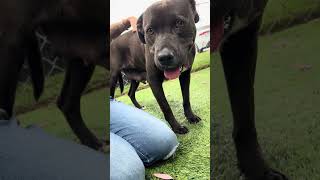 Video preview image #1 Mutt Puppy For Sale in Pasadena, CA, USA