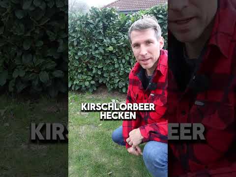 Kirschlorbeer Verbot! #garten  #gartenarbeit #gartentipps