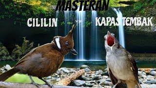 Download lagu Masteran Kombinasi KAPAS TEMBAK VS CILILIN Jernih ... mp3