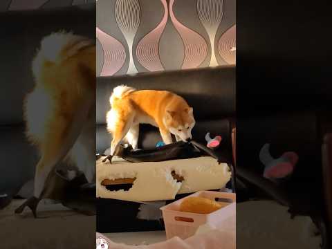 My dog is crazy#dog #funny #fpy #music #usa