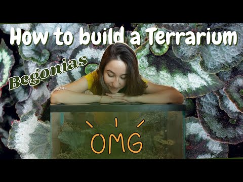 How to build a Terrarium for your Begonias