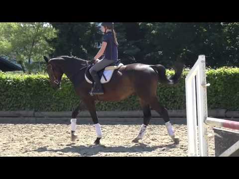 Stolzenberg-Ramalgo Z gelding * 2011 for sale