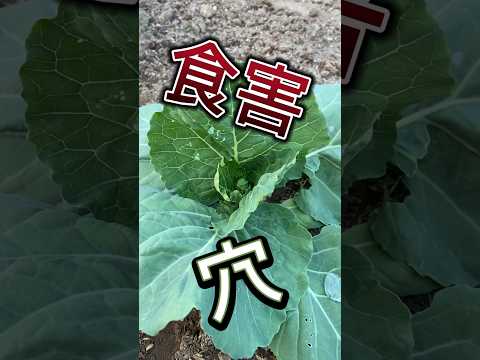 病原菌に応じたキャベツの病気の治療