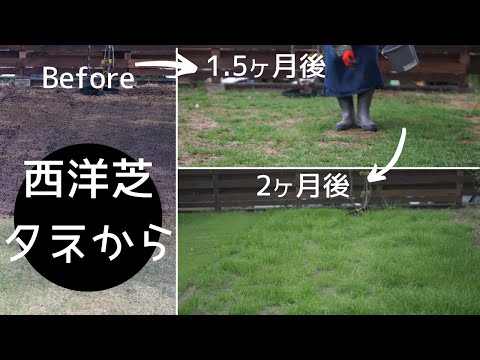 どの時期に芝生の種を蒔くか、手順はいつ行うか