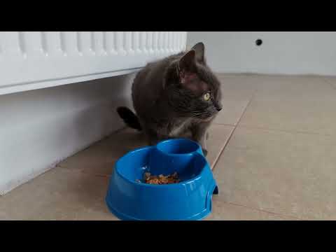 Funny cat angry on his dog brother