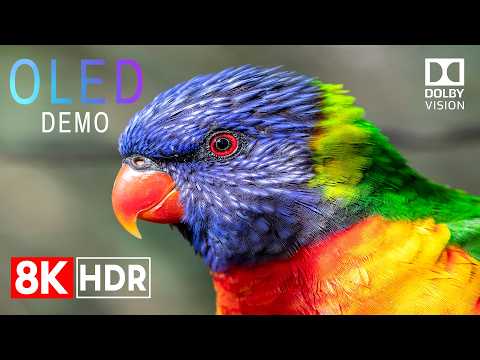 Wild World Cinematic Wildlife 8K HDR Ultra HD 🦅 Stunning Dolby Vision OLED Demo