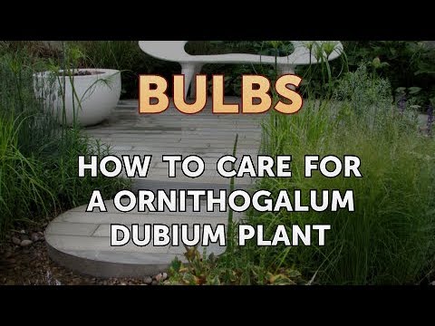 How to Care for a Gladiolus After It Blooms