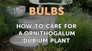 How to Care for a Ornithogalum Dubium Plant