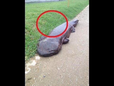 Rare Japanese Giant Salamander Spotted In Kyoto