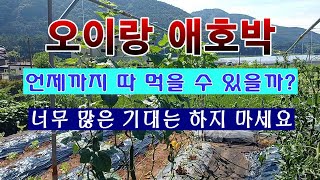 [텃밭농부 1,580]  오이랑 애호박. 오랬동안 수확이 가능 할까요? #오이재배 #애호박재배