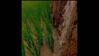Download lagu LDR layang dungo restu 30 detik | story' wa lagu Jawa | story' wa 30 detik mp3 Download lagu LDR layang dungo restu 30 detik | story' wa lagu Jawa | story' wa 30 detik mp3