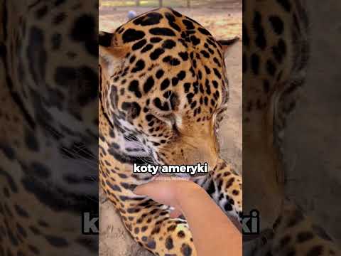 Czy JAGUARY to największe leniuchy wśród kotów? 🐆