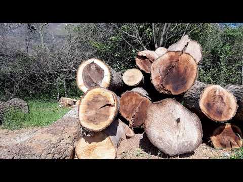 Shindaiwa 501 sx chainsaw test cut